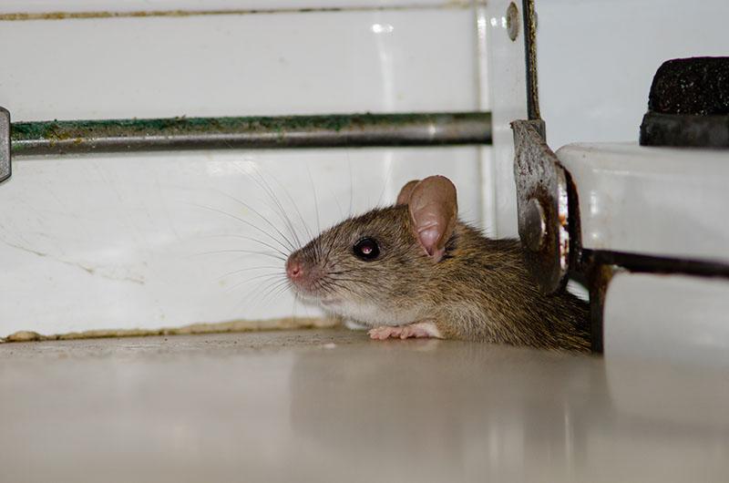 Souris