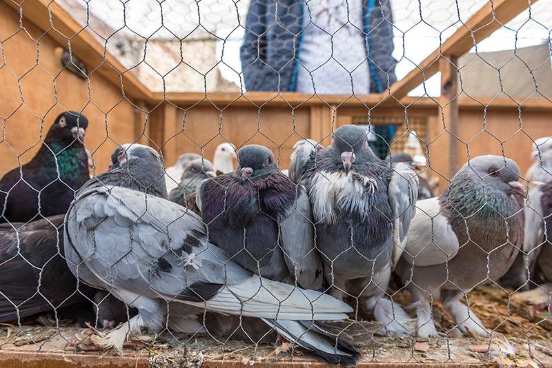 Grille pigeons